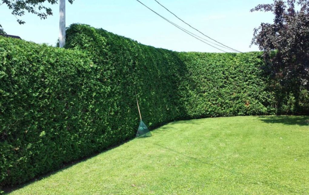 Élagage professionnel